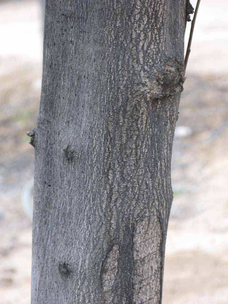            Bark (Riverside, CA)   
